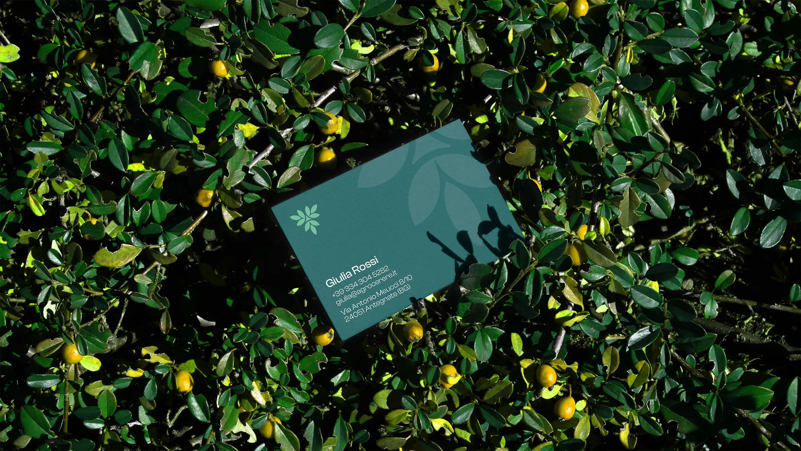 Restyling logo Agrocerere e nuova identita visiva